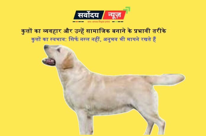 कुत्तों का स्वभाव: सिर्फ नस्ल नहीं, अनुभव भी मायने रखते हैं