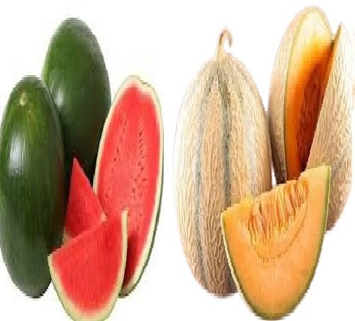 गर्मियों में जरूर खाएं ये 3 सुपरफ्रूट्स, हाइड्रेशन से लेकर इम्युनिटी तक मिलेंगे जबरदस्त फायदे