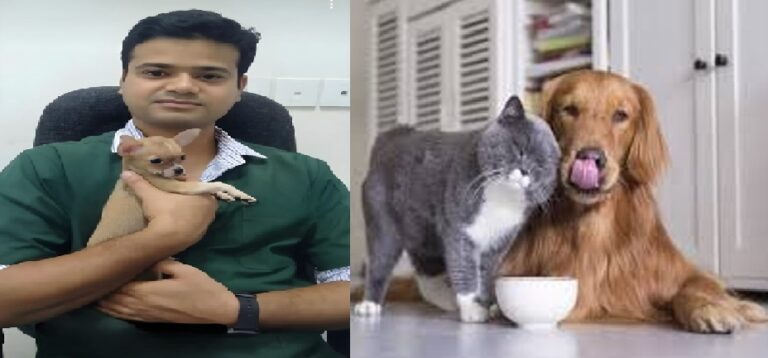 पेट वेलनेस इंडस्ट्री में उछाल:ग्रूमिंग, ट्रेनिंग, डे केयर और वेलनेस सेवाओं की मांग मेट्रो सिटीज़ में तेजी से बढ़ी