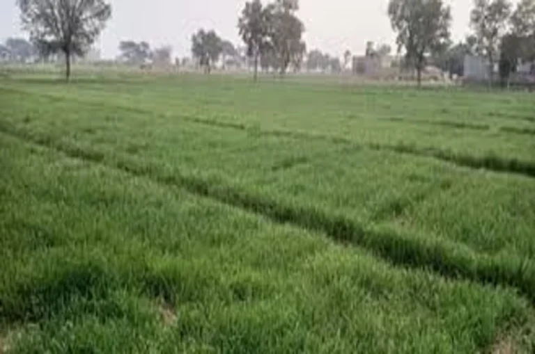 यूपी में नया सर्किल रेट लागू होने से किसानों की बढ़ेगी आय, जानें किस जिले में होगा बड़ा बदलाव