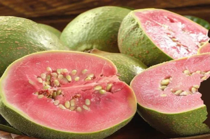 पोषण से भरपूर अमरूद कुछ लोगों के लिए हो सकता है नुकसानदायक, कहीं आप भी तो नहीं इस लिस्ट में?