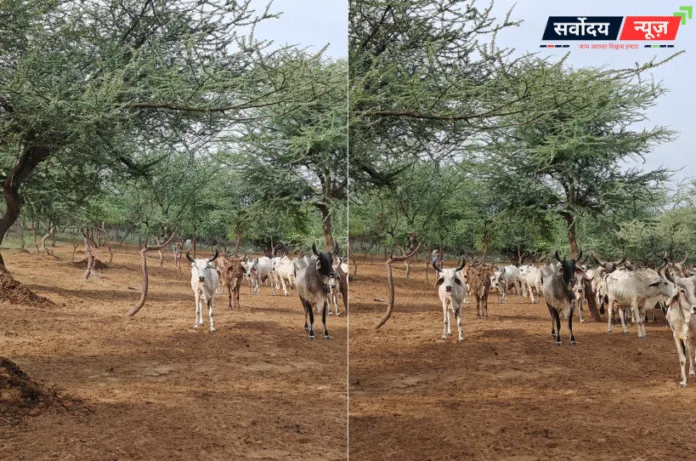 बरसात के मौसम में दुधारू पशुओं की देखभाल कैसे करें ?