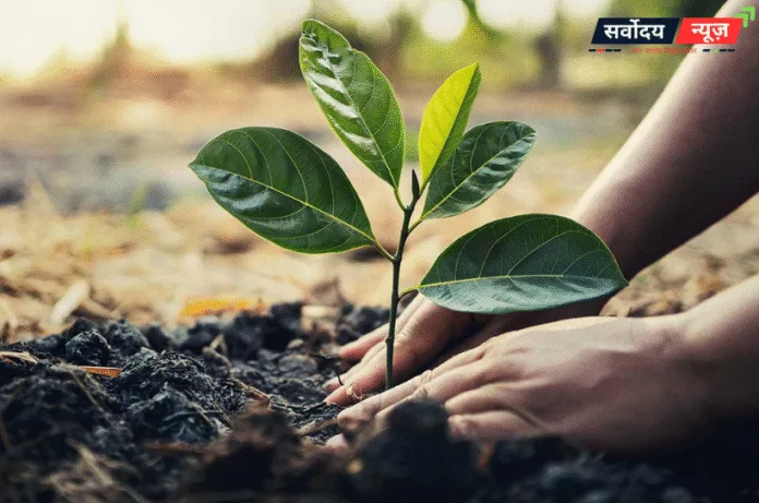 शिक्षकों के सम्मान में सभी वन प्रभाग लगाएंगे 'एक पेड़ गुरु के नाम'