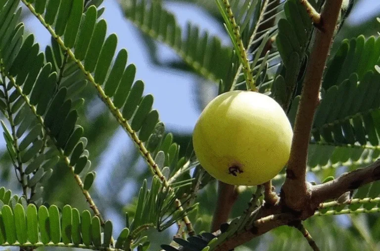 अक्षय नवमी की शुरुआत कैसे हुई? जानिए किसने की थी पहली पूजा और क्यों पूजनीय है आंवला वृक्ष