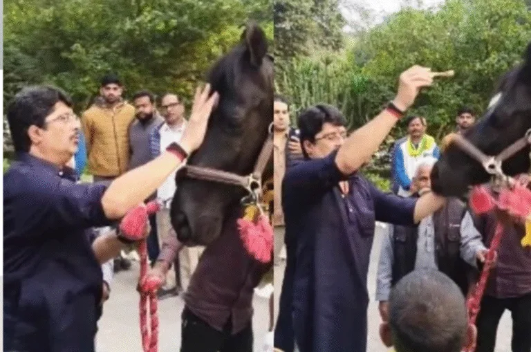राजा भैया के अस्तबल में पहुंचा नया ‘ट्रोजन’ घोड़ा, तिलक-आरती के साथ हुआ शाही स्वागत