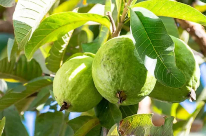 अधिकारी के घर के पेड़ से अमरूद तोड़ना पड़ा भारी, सिपाही को मिला नोटिस; जवाब सुन अफसर भी रह गए निरुत्तर