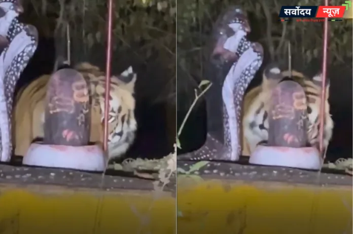 कभी देखी है ऐसी शिवभक्ति? एमपी में शिवलिंग पर सिर रगड़ता दिखा बाघ, VIDEO वायरल