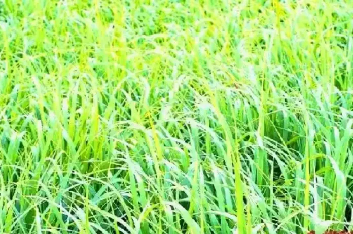 यूपी के किसानों के लिए बड़ी राहत, हर ब्लॉक में शुरू होंगे पशुधन औषधि केंद्र; मुफ्त मिलेगा चारा बीज