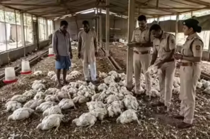 बारात के डीजे की तेज आवाज से मुर्गियों की मौत, पुलिस ने दर्ज किया केस