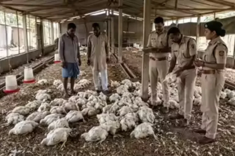 बारात के डीजे की तेज आवाज से मुर्गियों की मौत, पुलिस ने दर्ज किया केस