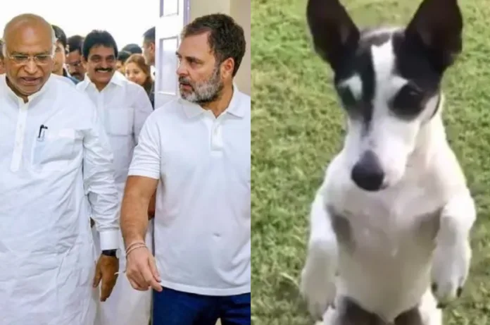 खरगे के आवास पर थी बैठक, राहुल गांधी के साथ उनका डॉगी ‘पिडी’ भी बना चर्चा का विषय