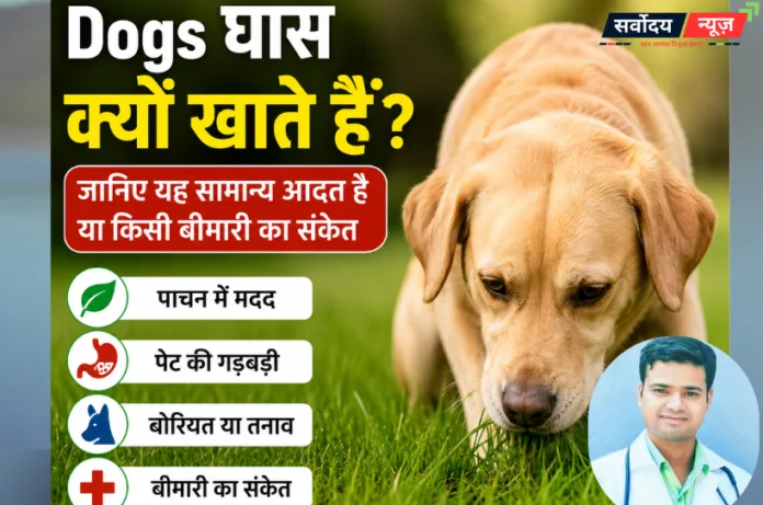 Dogs घास क्यों खाते हैं? जानिए यह सामान्य आदत है या किसी बीमारी का संकेत